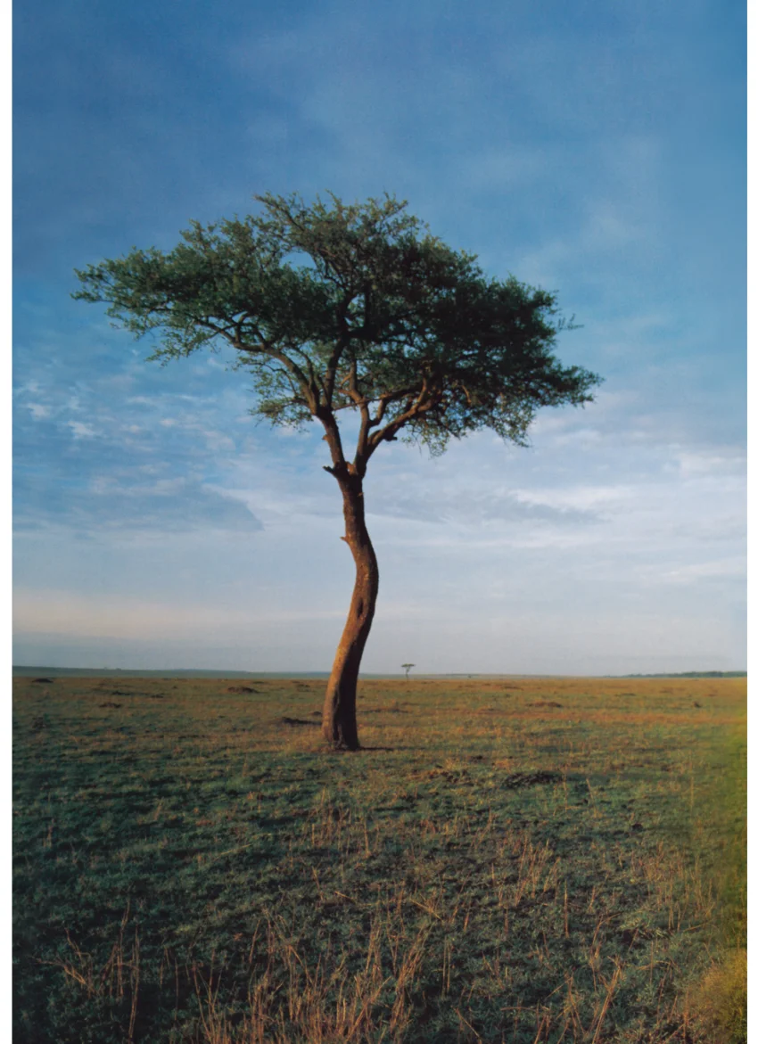 藤原紀香 写真集 『 Origin - Norika in Kenya - 』 試し読み 4