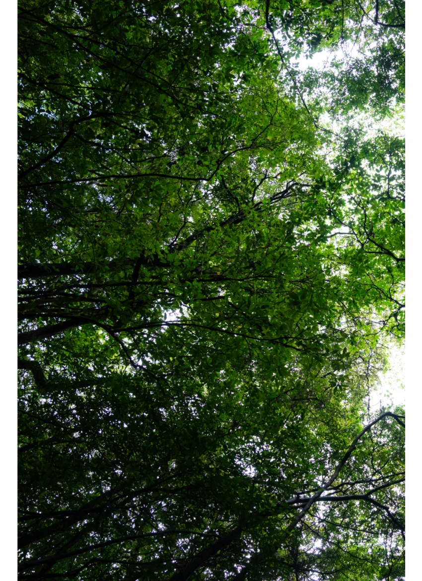【デジタル限定】山岡雅弥ファースト写真集アナザーバージョン『MIYABI green』 試し読み 3